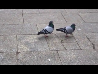 pigeon's sense of rhythm